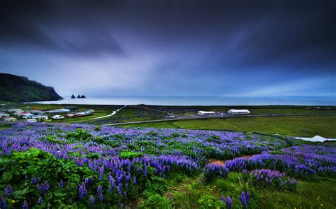 Flowers hd wallpapers in high quality hd and widescreen resolutions from page 2. nature, Coast, Field, Flowers, Landscape, Muscari, Blue ...