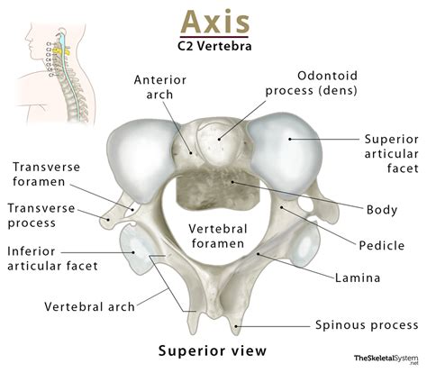 C2 Vertebrae Anatomy System Human Body Anatomy Diagram And Chart Images