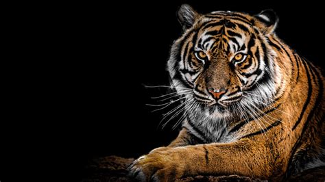 Support us by sharing the content, upvoting wallpapers on the page or sending your own background. Tiger 4K Wallpapers | HD Wallpapers | ID #27974