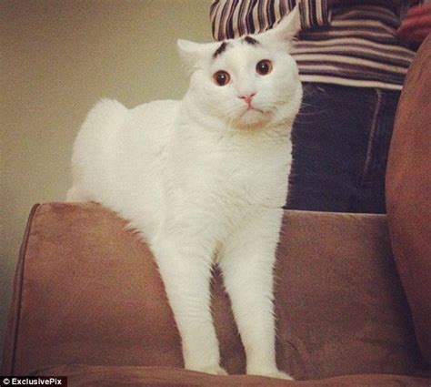 Cat With Eyebrows Sam Becomes A Worldwide Instagram Hit Daily Mail Online