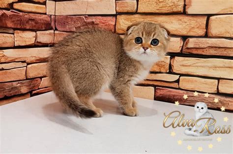 Scottish Fold Cat Golden Chinchilla Photo