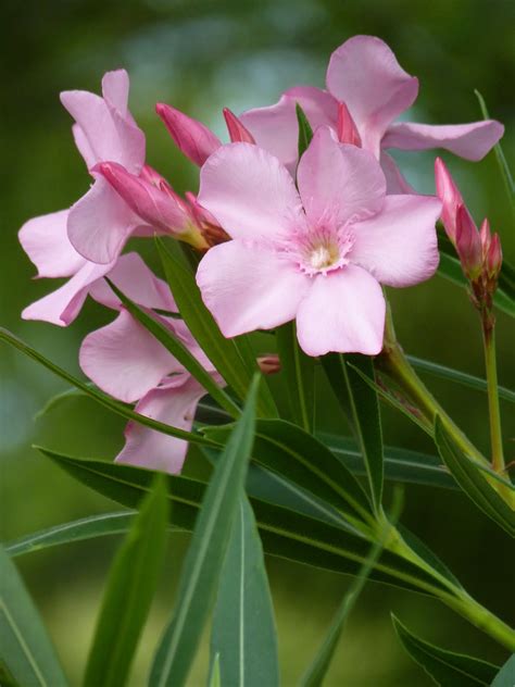 Houston Gardens Lovely But Poisonous Oleander