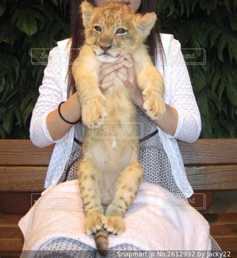 ライオンの赤ちゃん抱っこ体験の写真・画像素材 2612992 Snapmart（スナップマート）