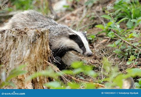 Badger In The Forest Stock Image Image Of Wildlife 104224531