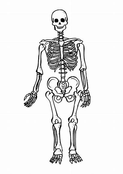Skeleton Humano Coloring Colorear Cuerpo Coloriage Squelette