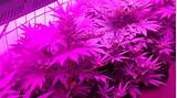 Can You Grow Marijuana With Led Lights Pictures
