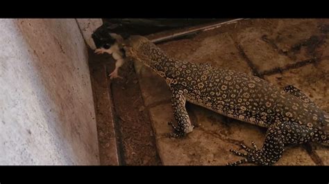 Warning Live Feeding Asian Water Monitor Takes Down Chicks Youtube