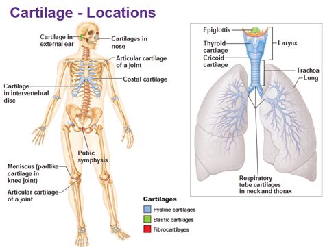 Organs Of Skeletal System And Their Functions New Health Advisor
