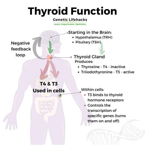 Thyroid Deficiency Causes Genetics