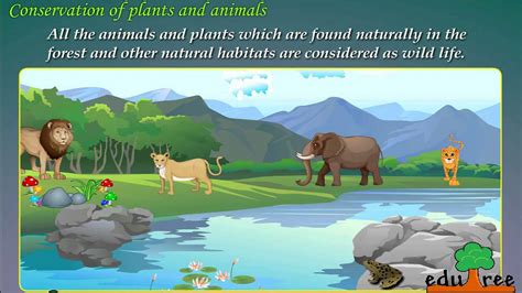Conservation Of Plants And Animals By Edutree Hd Youtube