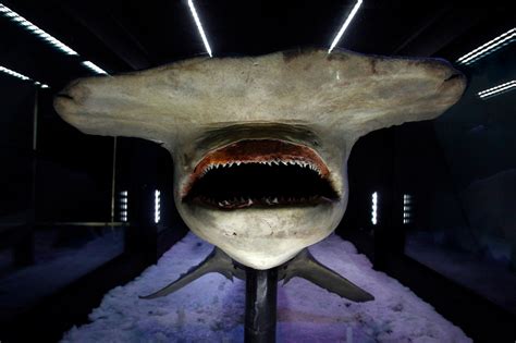 The Worlds Weirdest Sharks The Washington Post
