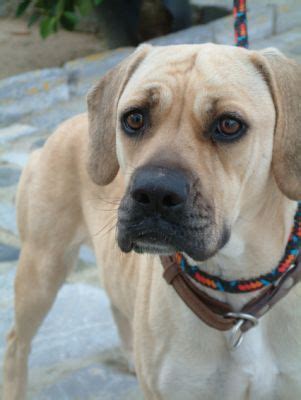 Suchen boxer mischling welpen 1 hallo wir suchen gern ab sofort ein neues familienmitglied, der tod unserer hundedame hat eine große lücke in unserem herzen hinterlassen die jetzt wieder gefüllt. LABRADOR-BEAGLE-BOXER-MISCHLING - Chica, (Hündin ...