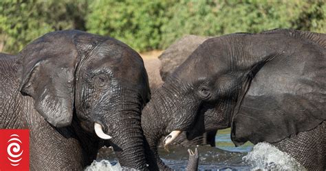 Botswana Elephant Poaching No Hoax Rnz News