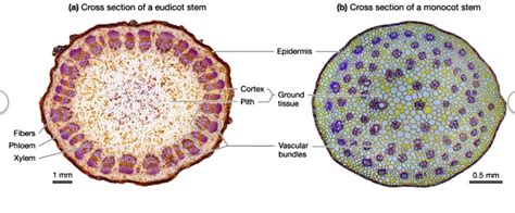 Solved A Cross Section Of A Eudicot Stem B Cross Section Of