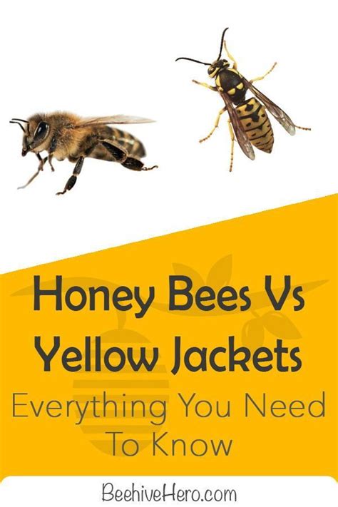 Honey Bee Compared To Yellow Jacket Honey Jui