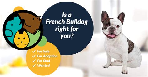 With any dog, it's always good to take a look at what food will cost you each month. French Bulldog Breed Information, Cost, Care, Facts | UK Pets