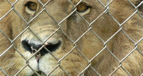 Lions have a short coat of tawny or golden fur with a long tail that lion behaviour and lifestyle. 10 Interesting Facts About Lions You Didn't Know