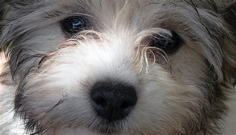 Havanese Health Concerns Arizona California Rgang Havanese