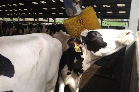 Brushing Contributes To Positive Welfare In Dairy Cows Farminguk News