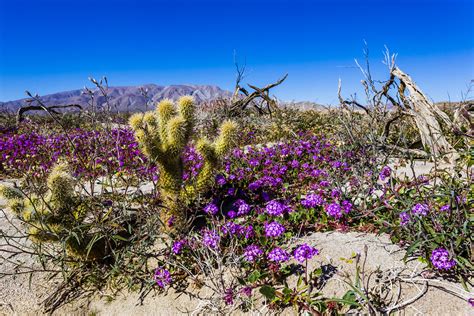 Southern Anza Borrego Desert Wildflowers 2019 Early Season Flickr