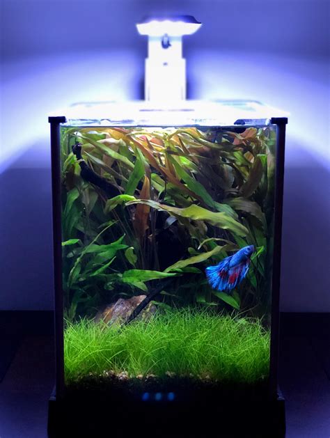 My 25g Planted Betta Tank After A Trim And Water Change Raquariums