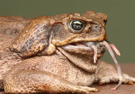 Want To Know Which Are The Biggest Frogs And Toads In The World