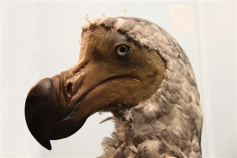 This Is The Real Story Of The Beautiful Dodo Birds Animal Encyclopedia