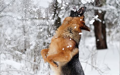 Brown And Black German Shepherd Nature Dog Snow German Shepherd