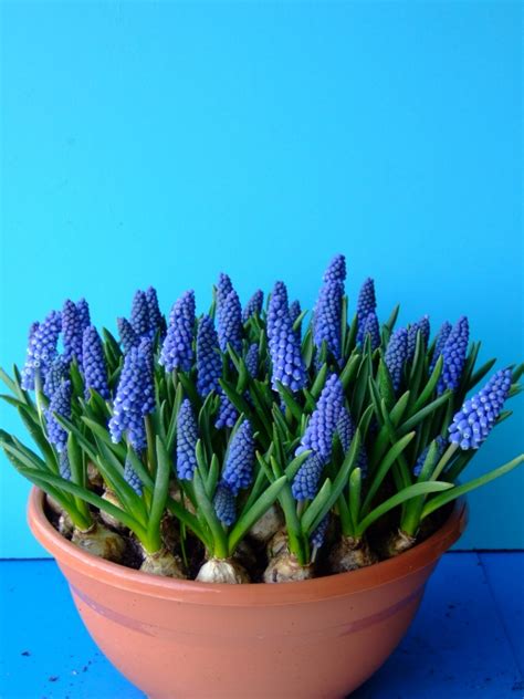 Muscari L Rotteveel And Zonen Export