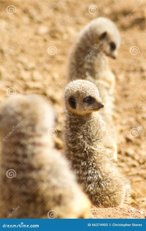 Three Meerkats Standing Up And Sitting On Stone A Type Of Mongoose A