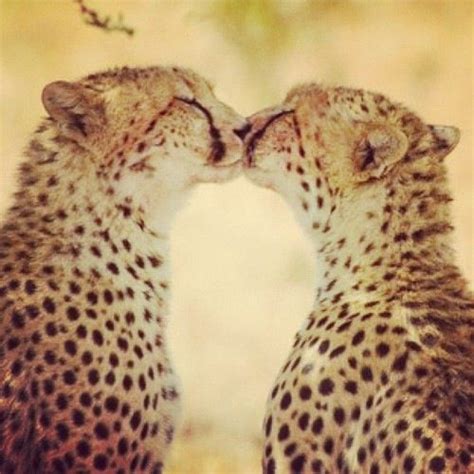 Cheetahs Kissing Animals Kissing Animals Wild Cute Animals