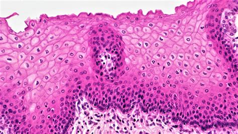 Types Of Epithelial Tissue Under A Microscope