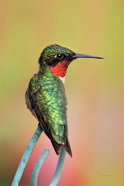 Hummingbird Love Photograph By Christina Rollo Fine Art America