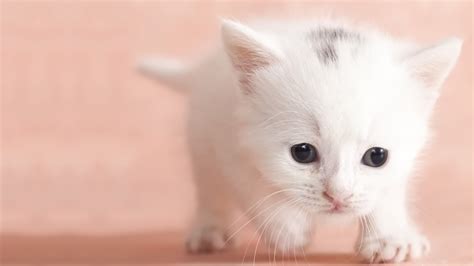 White Baby Cat Background Wallpaper 08148 Baltana