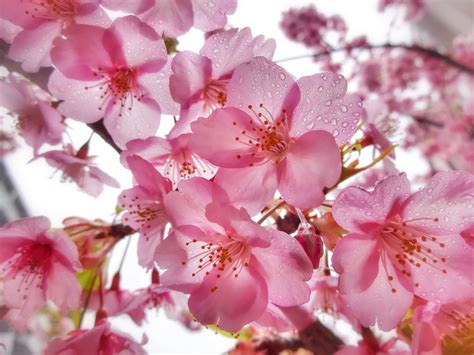 Wallpaper Flower Pink Cherry Blossom Spring Petal Flora Branch