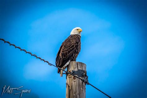 Bald Eagle Bald Eagle Eagles Winter House