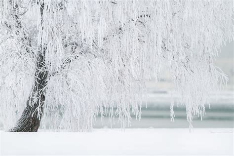 1280x768 Resolution White Winter Cherry Blossom During Snow Hd