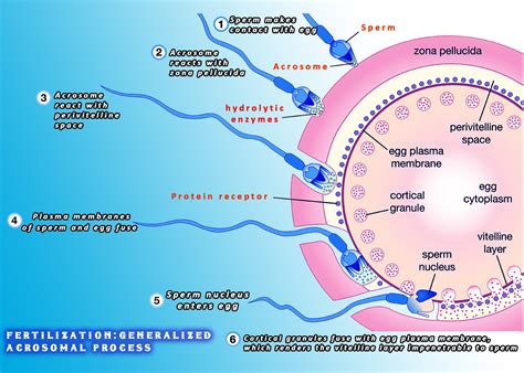 What Is Fertilization In Which Part Of The Human Female Reproductive System Does It Occur