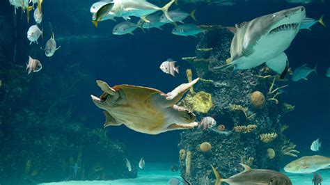 Newport Aquarium Offers First Responders Free Admission
