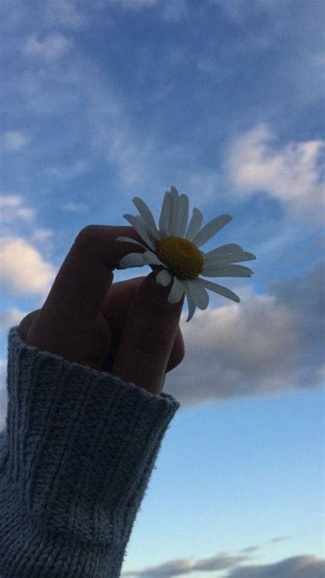 Download Daisy Under Cloudy Sky Pfp Aesthetic Wallpaper