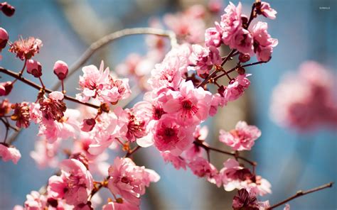 Pink Spring Blossoms Wallpaper Flower Wallpapers 45467