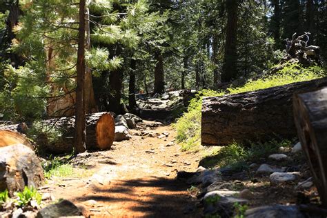 Free Stock Photo Of Forest Trail Sequoia National Forest Trail