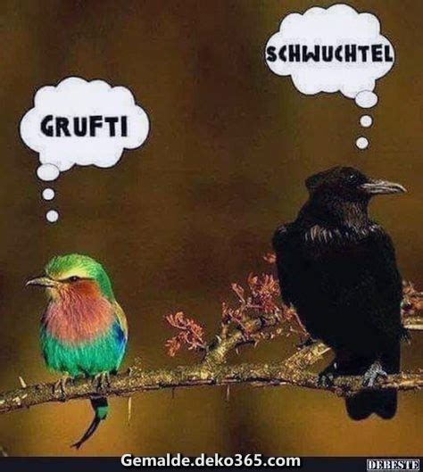 Die lustigsten top 10 katzen bilder. Tiere Witz Bilder lustige Sprüche von Bildern. Schwuchtel ...