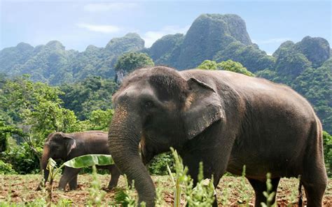 Amazing Ethical Elephant Interactions In Thailand