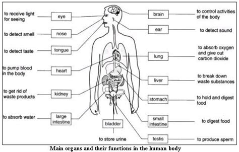 Internal Organs For Kids Free Internal Organs Worksheet Human Body
