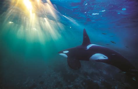 Download Killer Whale Underwater Animal Orca Hd Wallpaper