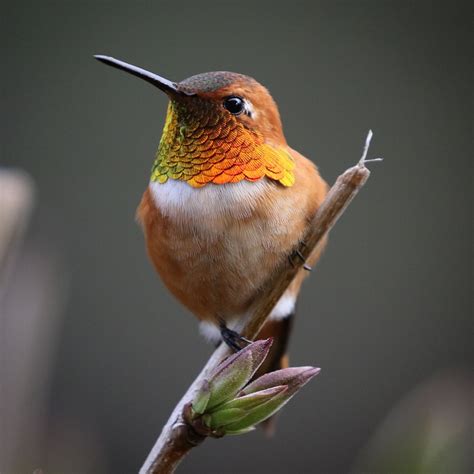 The Rufous Hummingbird Perpetua Resources
