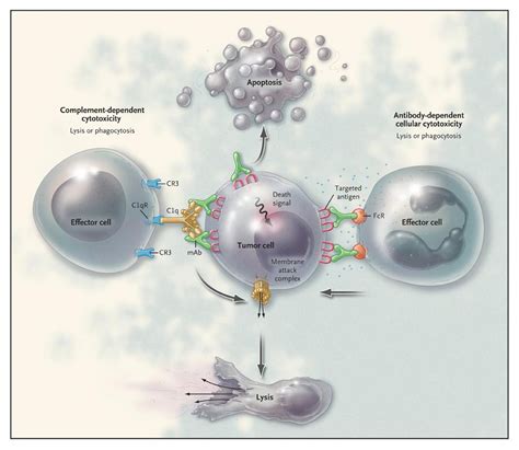 Monoclonal Antibody Therapy For B Cell Non Hodgkins Lymphoma Nejm