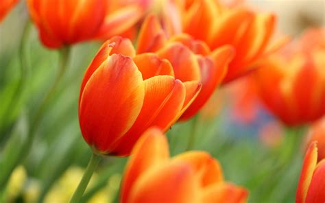 Orange Tulips Related Keywords And Suggestions Orange Tulips Long