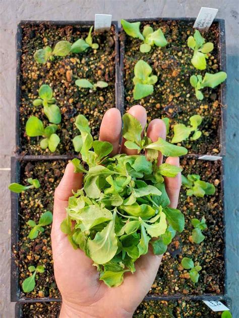 Growing Lettuce How To Plant Protect And Harvest Lettuce ~ Homestead